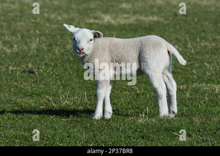 Mouton Texel, Texel, pays-Bas Banque D'Images