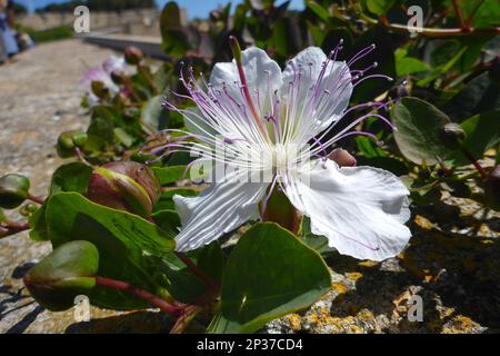 Câpres et fleur de caper, caper bush (Capparis spinosa), Portoferraio, Elba, Livourne, Europe, Italie Banque D'Images