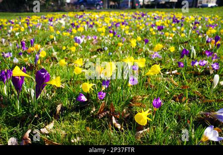 Jonquilles à jupons combinées à des crocus violets et jaunes plantés dans une zone d'herbe publique Banque D'Images