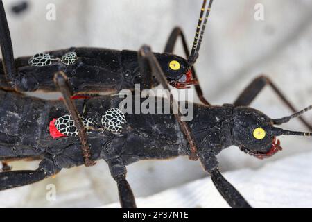 Insecte à oeil doré, Peruphama schultei, une espèce d'insecte de bâton. Mâle et femelle. Banque D'Images