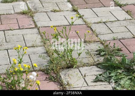 Arrière-plan anciennes dalles fissurées avec de l'herbe verte entre les carreaux. Contexte de l'abandon et de la dégradation de la structure urbaine. Ancienne route abandonnée Banque D'Images