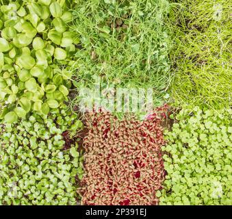 Croissance des microverts. Maison mini jardin. Motif de feuilles de jeunes pousses de diverses plantes, vue de dessus. Banque D'Images