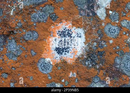 Trentepohlia aurea de couleur orange, algue verte terrestre, qui pousse sur une surface calcaire avec des Rhizocarpons noirs ou des lichens MAP Banque D'Images