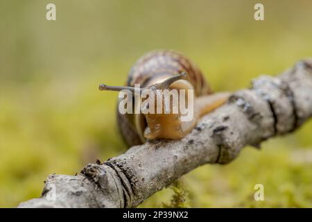 Lentement l'Escargot rampant sur super macro close-up Banque D'Images