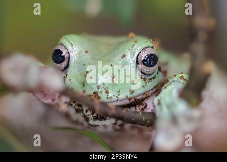 Grenouille d'arbre bleu australien, litoria (Litoria caerulea). Banque D'Images