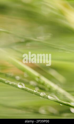 Vert herbe gros plan super macro prise de vue arrière-plan abstrait. Banque D'Images