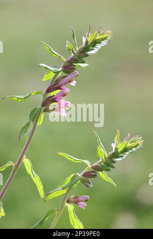 Odontites litoralis ssp. Fennicus, communément appelé sel Bartsia ou Red Bartsia, plante endémique de Finlande Banque D'Images