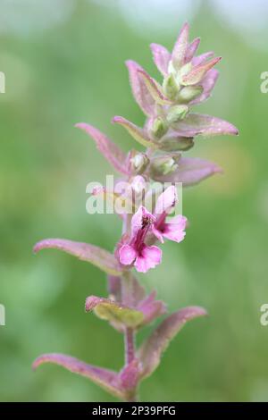 Odontites litoralis ssp. Fennicus, communément appelé sel Bartsia ou Red Bartsia, plante endémique de Finlande Banque D'Images