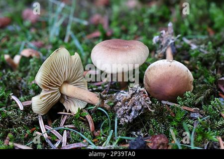 Gymnopus peronatus (anciennement appelé Collybia peronata ou Marasmius urens), connu sous le nom de bois de pied-de-laine, champignon sauvage de Finlande Banque D'Images