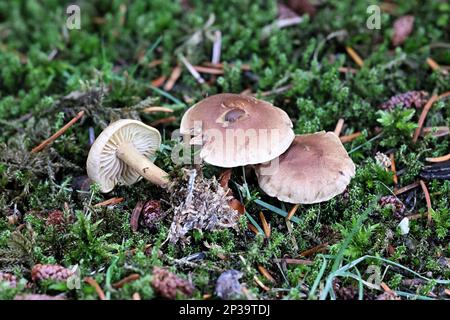 Gymnopus peronatus (anciennement appelé Collybia peronata ou Marasmius urens), connu sous le nom de bois de pied-de-laine, champignon sauvage de Finlande Banque D'Images