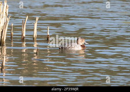 Canard de Pochard (Aythya ferina), oiseau femelle, nageant sur un lac au printemps, Angleterre, Royaume-Uni Banque D'Images