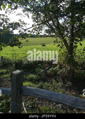 Vue sur un pré avec des chevaux paître au loin. Banque D'Images