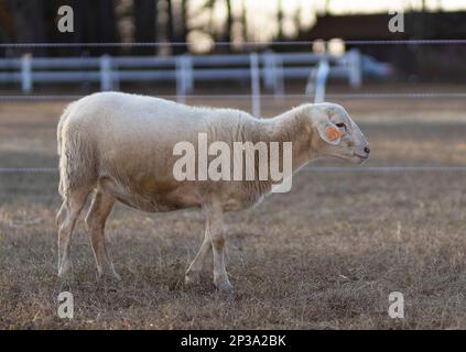 Mouton katahdin blanc dans un pâturage avec une étiquette d'oreille orange Banque D'Images