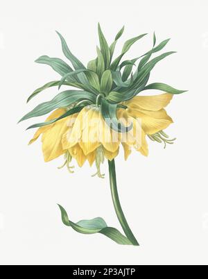 Illustration des fleurs. Fritillaire Banque D'Images