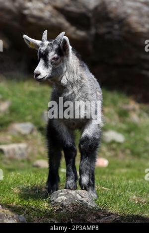 Jeune chèvre de montagne dans les Alpes Banque D'Images