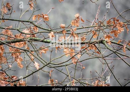 Photo naturelle d'hiver à angle bas sur des branches d'arbres avec feuilles de bois rouge brun et gouttes d'eau Banque D'Images