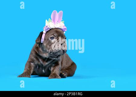 Chien Bulldog français noir chiot habillé comme lapin de Pâques avec des oreilles de lapin serre-tête avec des fleurs sur fond bleu Banque D'Images