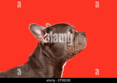 Chien de Bouledogue français noir brachycéphalique sain avec un long nez sur fond rouge Banque D'Images