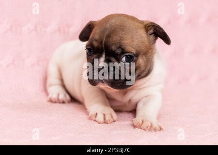 Mignon petit chiot de chien de race de bouledogue français sur couverture rose Banque D'Images