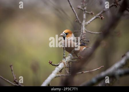 Grosbeak, hawfinch (Coccothrautes coccothrautes) Banque D'Images