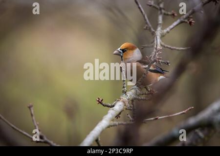 Grosbeak, hawfinch (Coccothrautes coccothrautes) Banque D'Images
