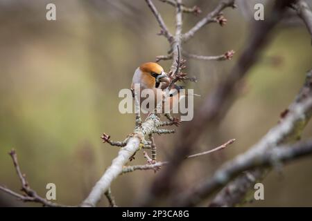 Grosbeak, hawfinch (Coccothrautes coccothrautes) Banque D'Images
