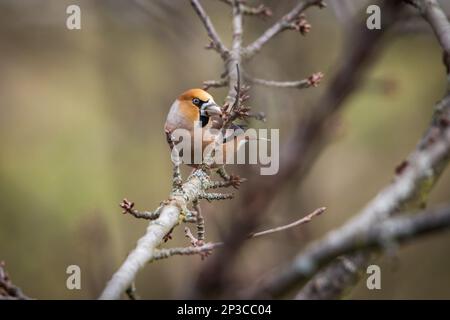 Grosbeak, hawfinch (Coccothrautes coccothrautes) Banque D'Images