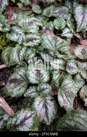 Gros plan détaillé sur les feuilles peintes en argent de l'Archange jaune à fleurs du début du printemps, Lamium galeobdogon Banque D'Images