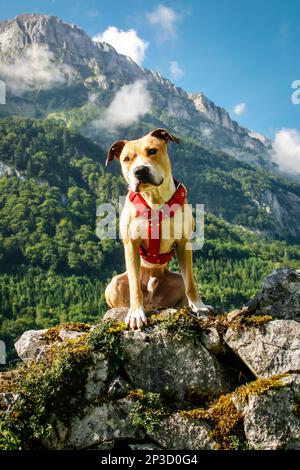 American Pit Bull Terrier randonnée dans les Alpes suisses Banque D'Images