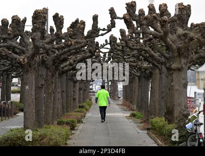 05 mars 2023, Rhénanie-du-Nord-Westphalie, Königswinter : un marcheur traverse la Plantanenweg sur les rives du Rhin. Les météorologues prévoient des températures froides avec pluie pour la semaine prochaine. Le printemps est encore loin. Photo: Roberto Pfeil/dpa Banque D'Images
