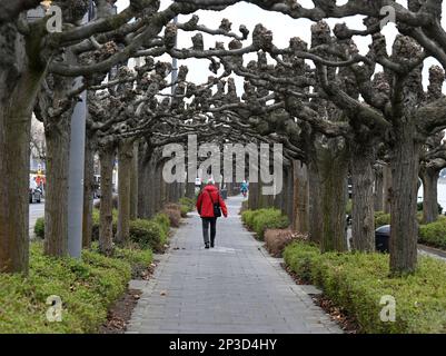 05 mars 2023, Rhénanie-du-Nord-Westphalie, Königswinter : un marcheur traverse la Plantanenweg sur les rives du Rhin. Les météorologues prévoient des températures froides avec pluie pour la semaine prochaine. Le printemps est encore loin. Photo: Roberto Pfeil/dpa Banque D'Images