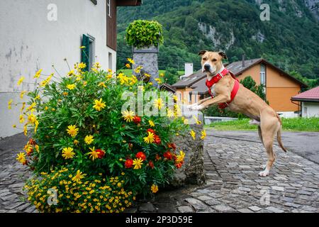 American Pit Bull Terrier randonnée dans les Alpes suisses Banque D'Images