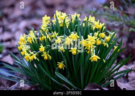 05 mars 2023, Rhénanie-du-Nord-Westphalie, Königswinter: De petits jonquilles sont déjà en fleurs sur le bord de la route. Les météorologues prévoient des températures froides avec la pluie pour la semaine suivante. Le printemps est encore loin. Photo: Roberto Pfeil/dpa Banque D'Images