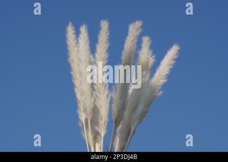 La pelouse des pampas en brise, scène de nature en plein air Banque D'Images