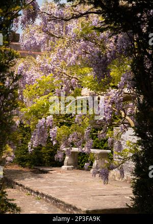 Une wisteria pourpre en fleurs vue à travers une arche dans une haie avec un banc de siège en pierre visible sur un patio à la lumière du soleil Banque D'Images