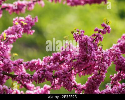 fleurs violettes de l'arbre judas en fleur. arrière-plan de la nature par une journée ensoleillée au printemps Banque D'Images