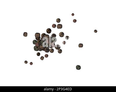 Aquarelle noire de poivrons dessinés à la main. Dessin botanique fait à la main avec aquarelle. Illustrationsur fond blanc. Banque D'Images