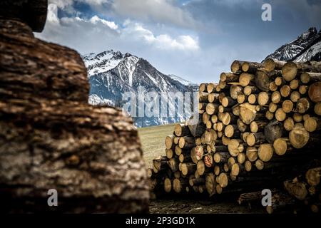 Énorme pile de troncs de pin, exploitation forestière et production de bois au col Grossglockner en Autriche Banque D'Images