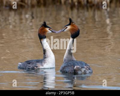 Une élégante paire de grands grebes à crête, (Podiceps cristatus), nagez sur un lac en face d'un lit de roseaux à Fleetwood, Blackpool, Lancashire, Royaume-Uni Banque D'Images