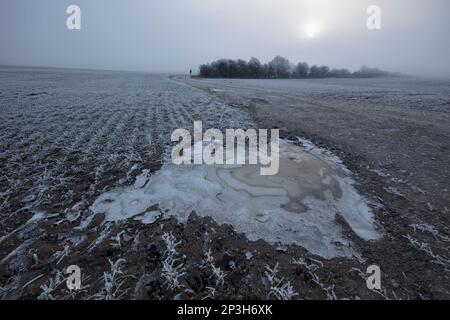 Pouffs et terres agricoles surgelées sur un matin d'hiver brumeux et givré, Old Burghclere, Hampshire, Angleterre, Royaume-Uni, Europe Banque D'Images