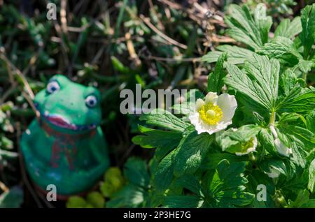 Anemone blanda blanc nuances, belle fleur décorative de forêt de printemps minuscule Banque D'Images