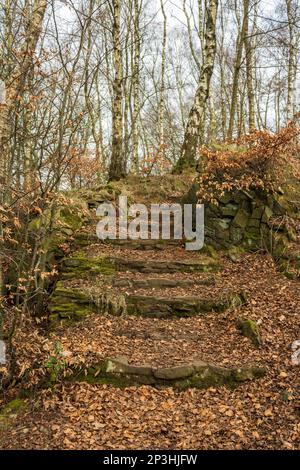 Bois de printemps. Whalley, Lancashire. Banque D'Images