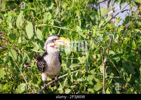 Animaux sauvages - Hornbill à bec jaune - Réserve nationale de Samburu, Kenya du Nord Banque D'Images