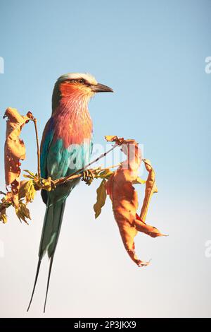 Rouleau lilas-breasted, Réserve nationale Selous, Tanzanie Banque D'Images