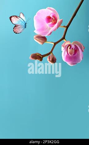Branche d'orchidées roses tropicales et papillon sur fond bleu. Banque D'Images