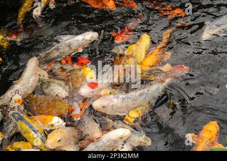 Un grand groupe de carpes koï se hisser dans leur piscine. Banque D'Images