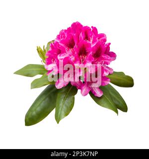 Fleurs de rhododendron roses, gros plan isolé sur fond blanc Banque D'Images