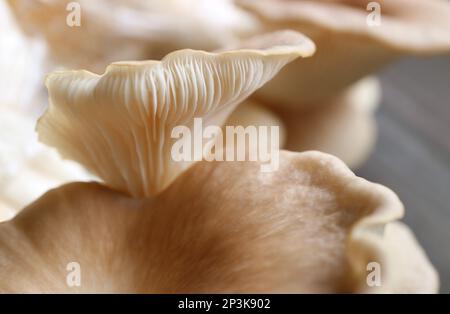 Gros plan Incredible texture of the Back of mature Indian Oyster champignons (Pleurotus Pulmonarius) Banque D'Images