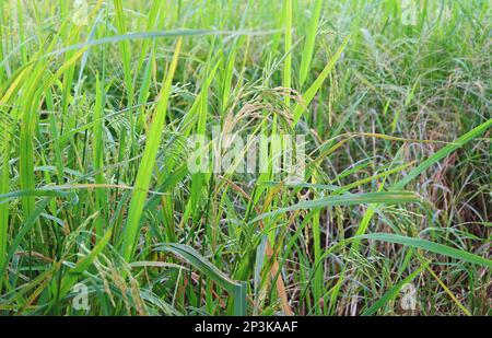 Le gros plan des rizières en maturation dans le champ de paddy est presque récolté dans la région centrale de la Thaïlande Banque D'Images