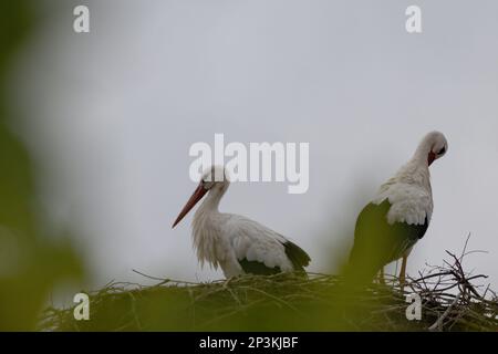 deux cigognes blanches sur un nid Banque D'Images